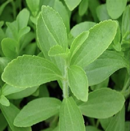 STEVIA PLANTS SWEETNER HERBS AND SPICE - San Fernando, Los Angeles, California