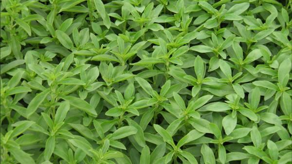 STEVIA PLANTS SWEETNER HERBS AND SPICE