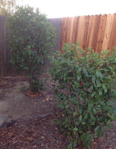 Free plants and bushes, you dig and haul away - Los Angeles