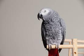 Lost African Grey Parrot