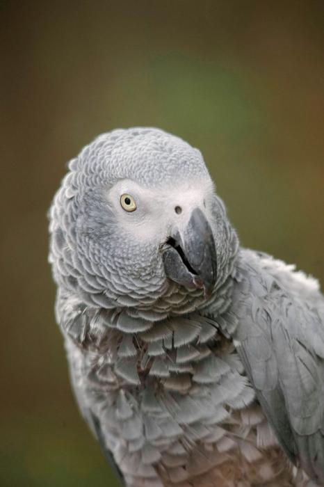 Rehome! Friendly African Grey Parrot