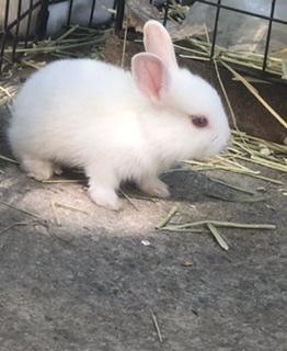 Baby Bunnies - Glendale, Los Angeles, California