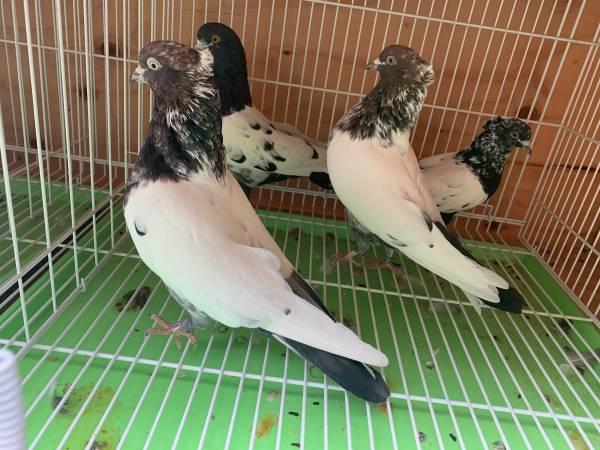 IRANIAN PIGEONS, HIGH FLYERS, PIGEON, HOMING PIGEONS - Sherman Oaks, Los Angeles, California