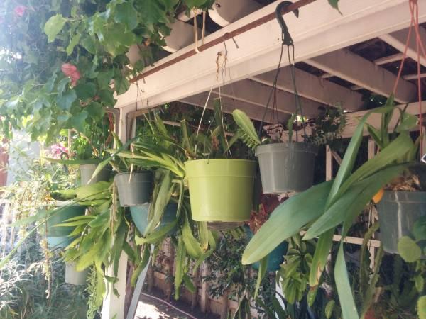 indor and out door plants for sale - Huntington Park, Los Angeles, California