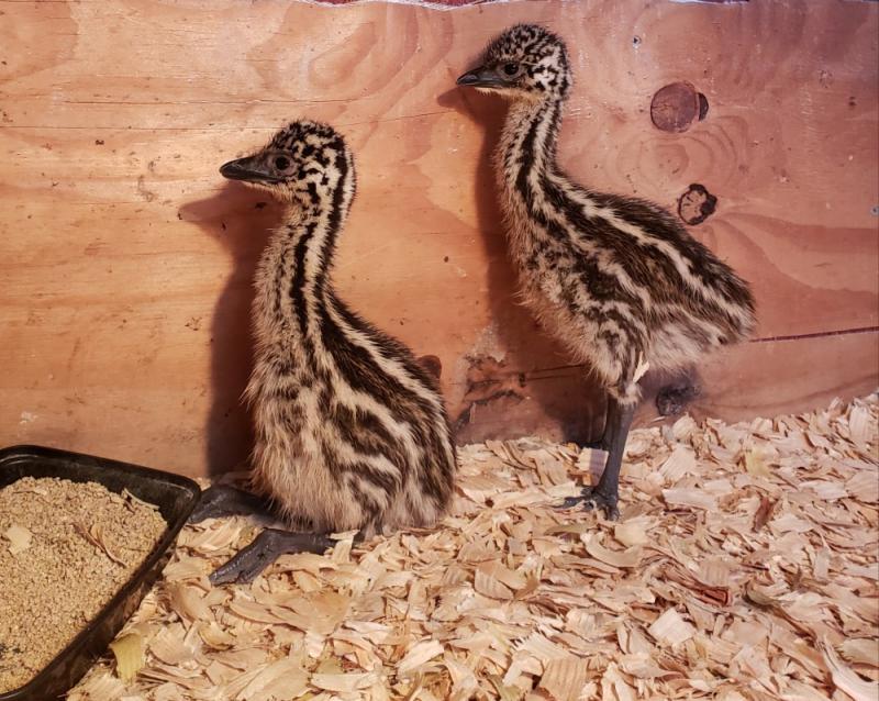 Blonde and Standard Brown Emu chicks for sale