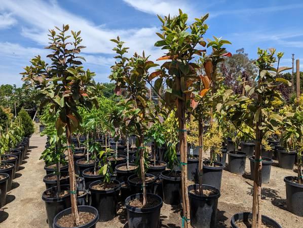 Guava Trees - Los Angeles