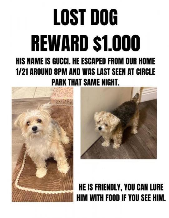 Lost dog in Inglewood - Morkie white face grey body