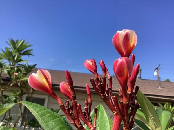 Plumeria 5 foot tree - Anaheim, Los Angeles, California