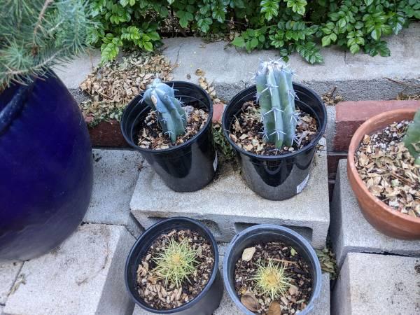 Cacti - blue myrtle, cabbage rose agaves, apple cactus - Chatsworth, Los Angeles, California