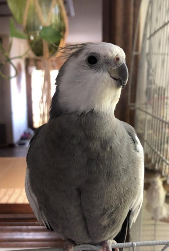 PLEASE HELP FIND MY LOST COCKATIEL!!!!!!!!!