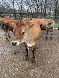 Jersey heifers for sale - Los Angeles