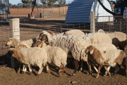 Awassi fat tailed sheep for sale - Los Angeles